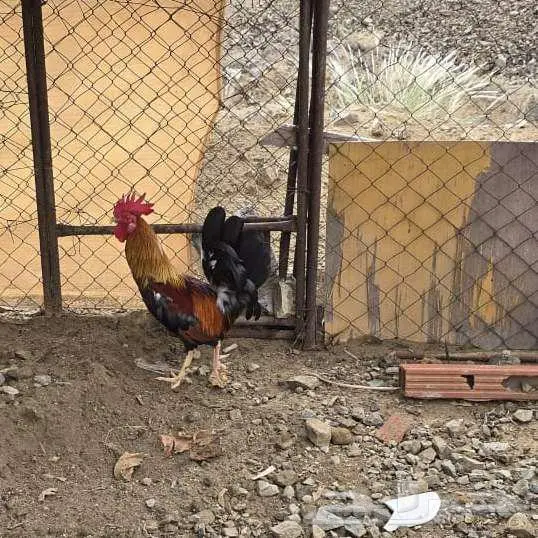 ديك بلدي شرط تلقيح عربي 2