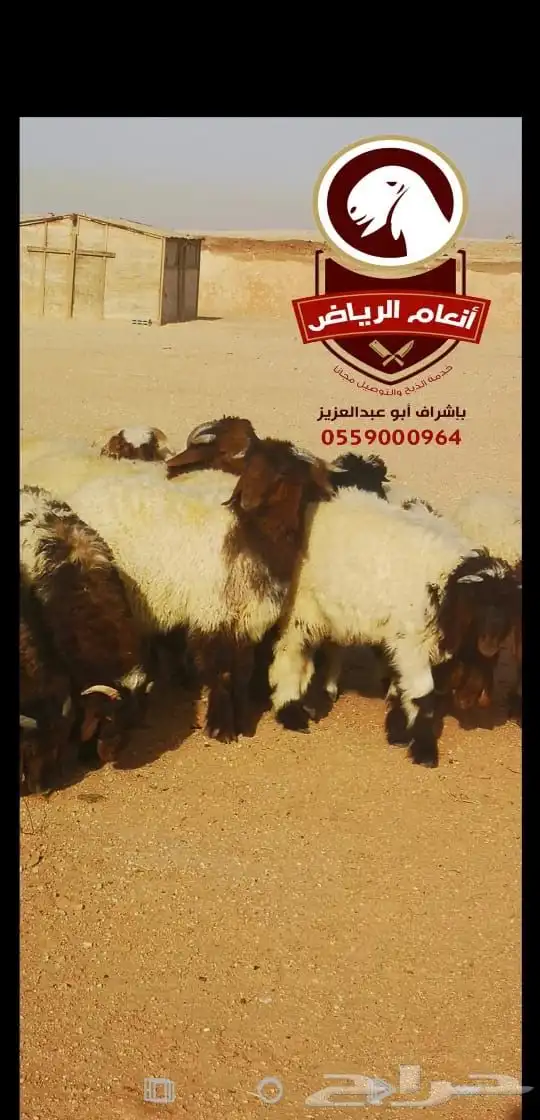 ذبايح بلدي ع الشرط(ذبح تغليف توصيل مجانا ) يتوفر تابي وتمارا 8