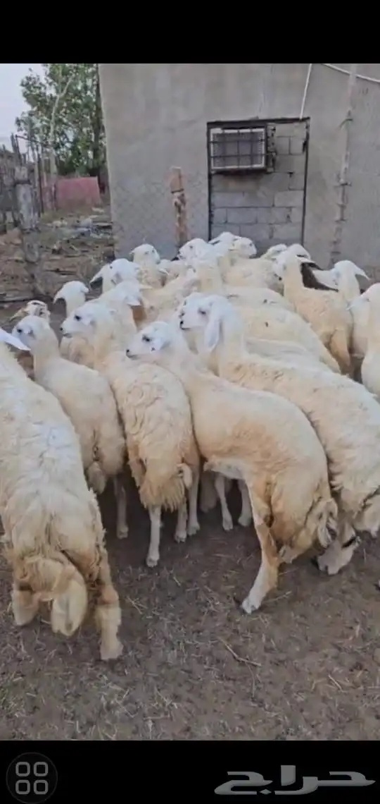 رخال حريات 0