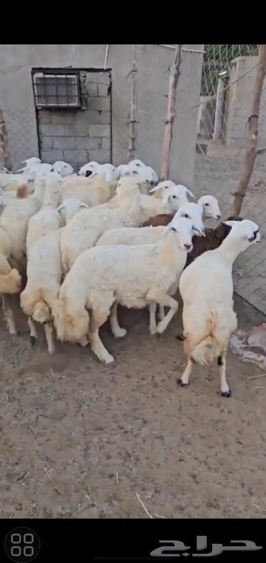 رخال حريات 1