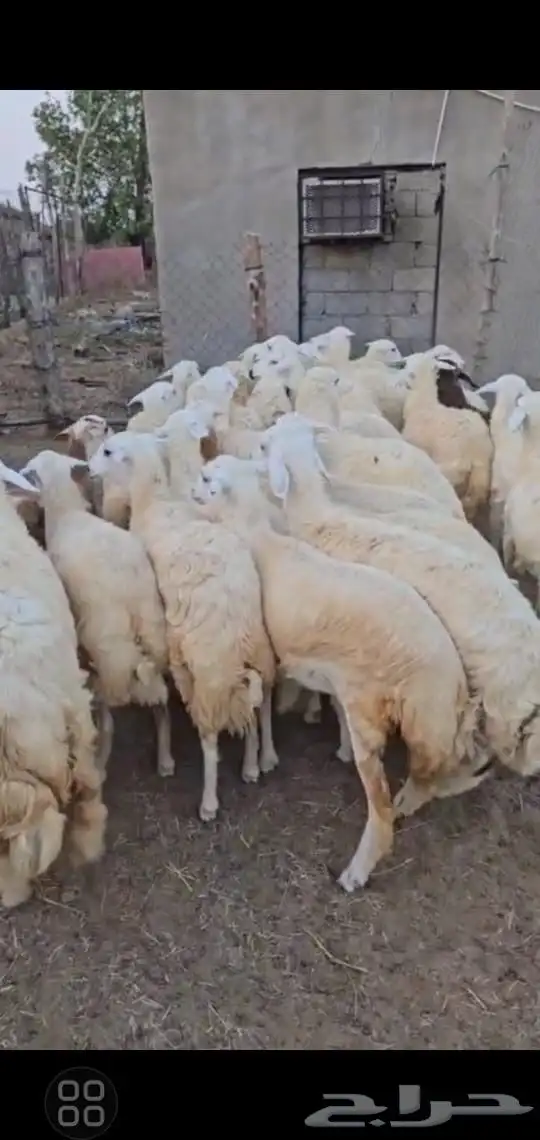 رخال حريات 2