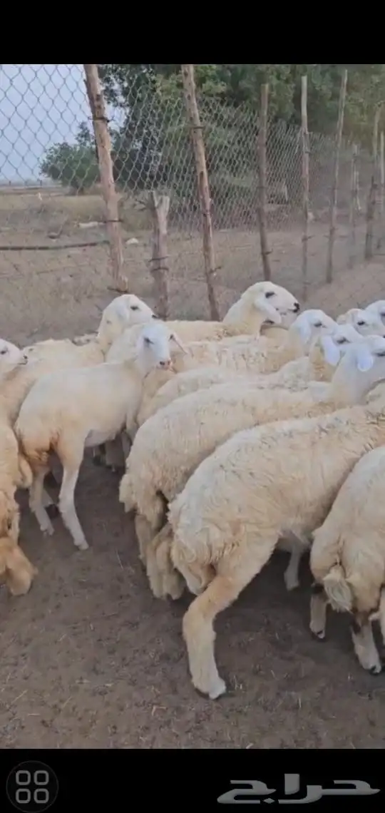 رخال حريات 5