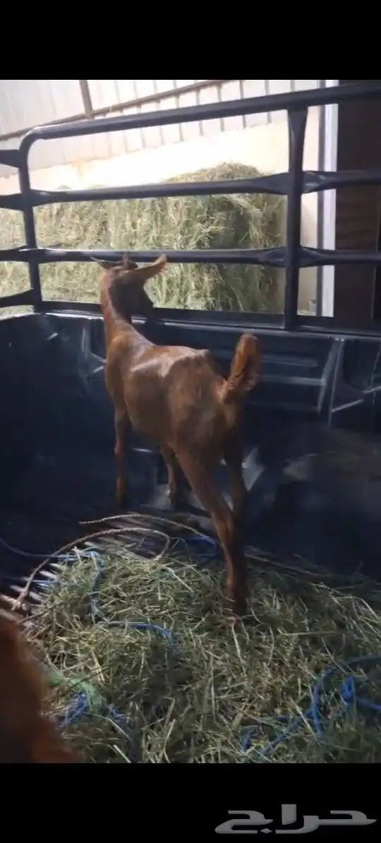 تيوس دهم لباني من انتاج مراحي للبيع 1