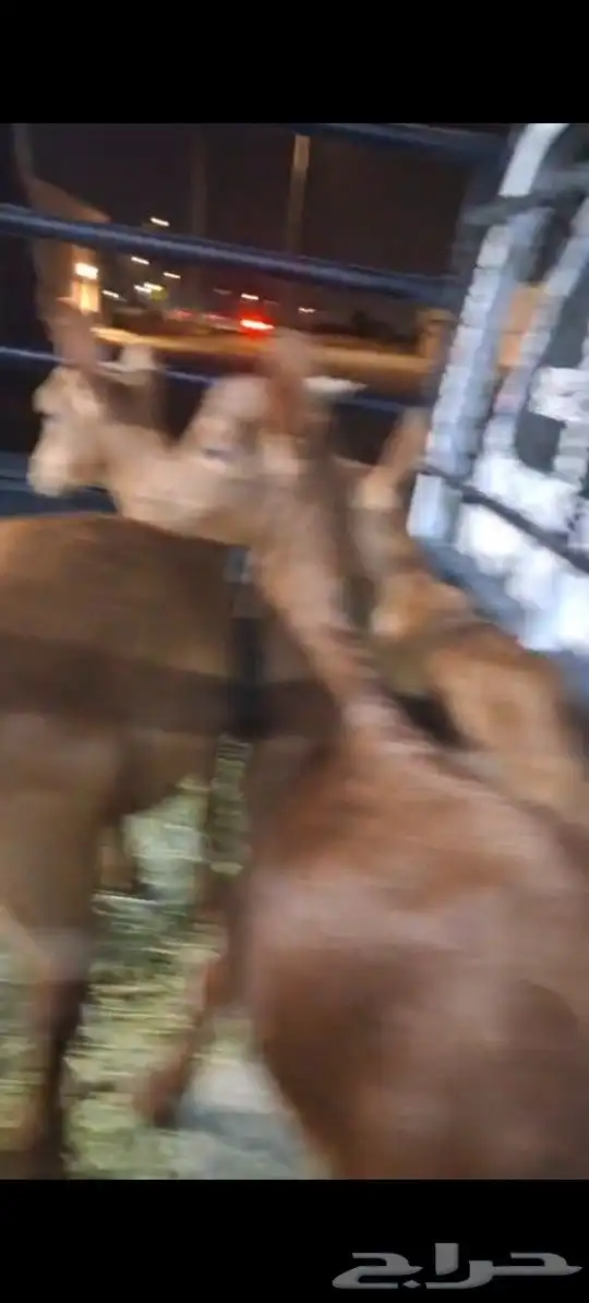 تيوس دهم لباني من انتاج مراحي للبيع 0