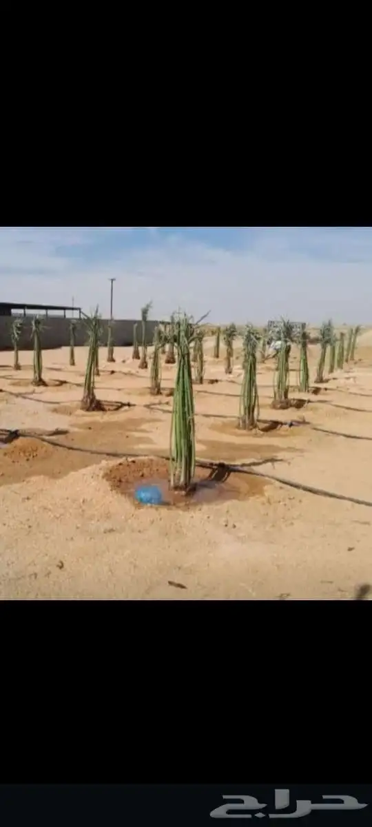 يتوفر لديناء جميع انوع انخيل المثمرة وزينه 2