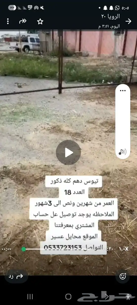 تيوس للبيع ب محايل عسير والتوصيل الرياض مجاني 0