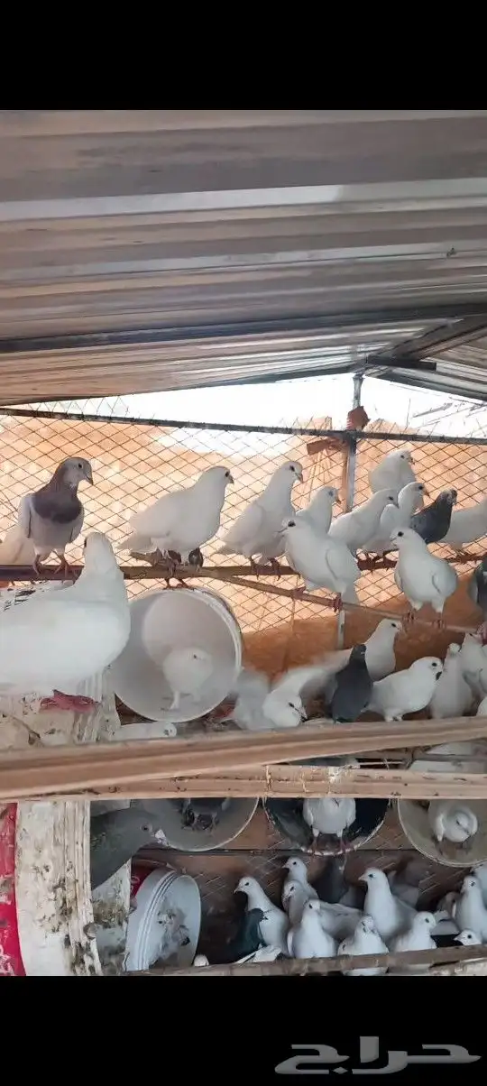 حمام فرنسي 7