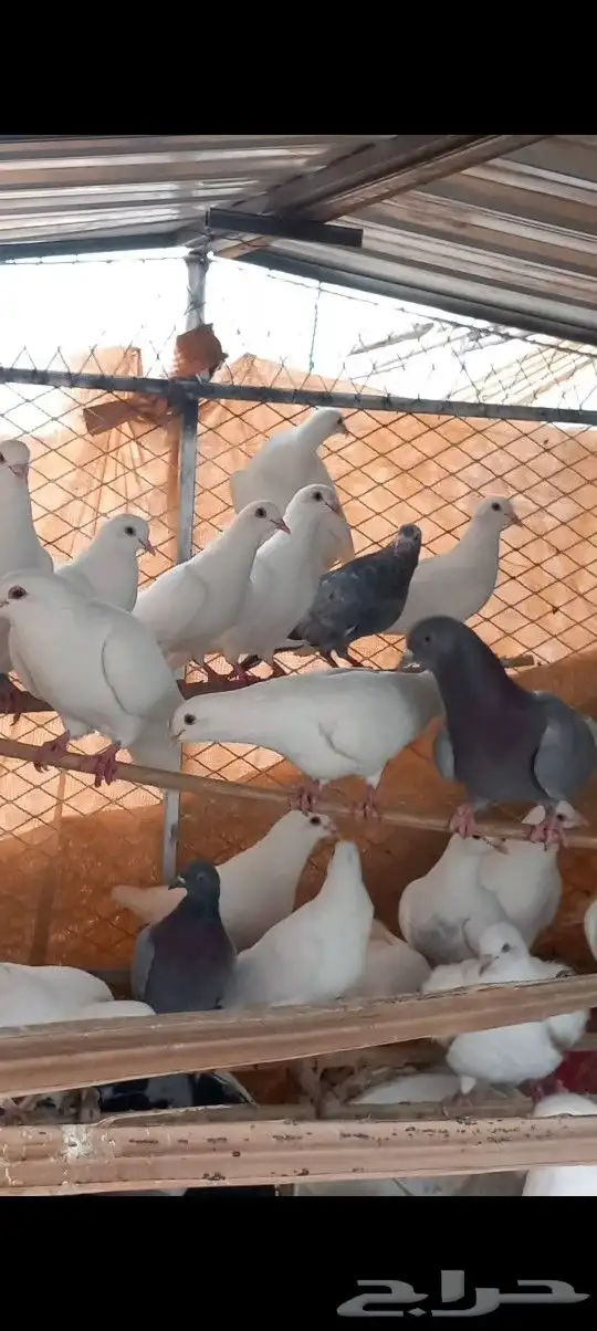 حمام فرنسي 6