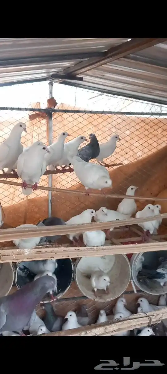 حمام فرنسي 0