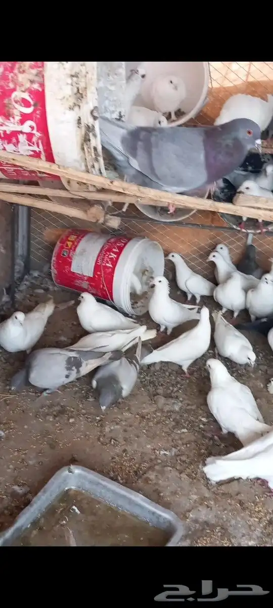 حمام فرنسي 3