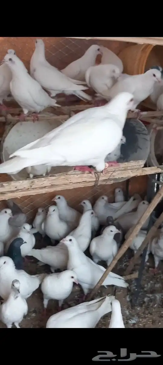 حمام فرنسي 5