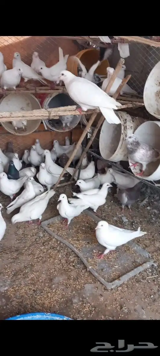 حمام فرنسي 2