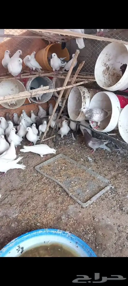 حمام فرنسي 1