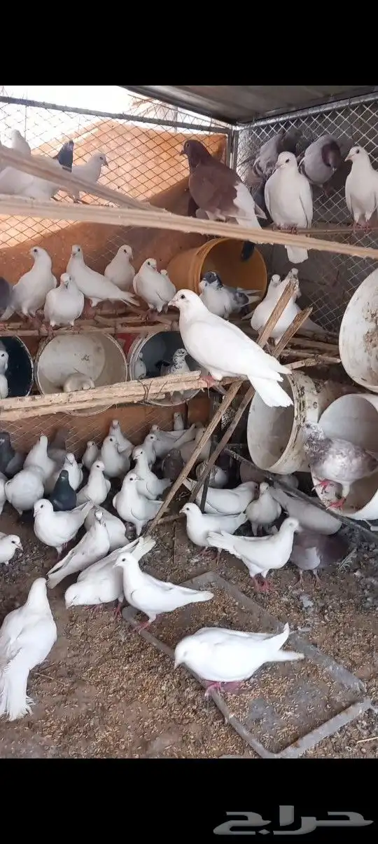 حمام فرنسي 4