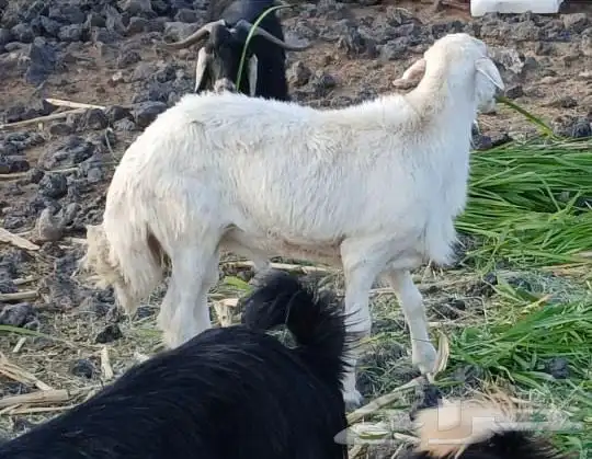 طلي تام و تيس رباع 1