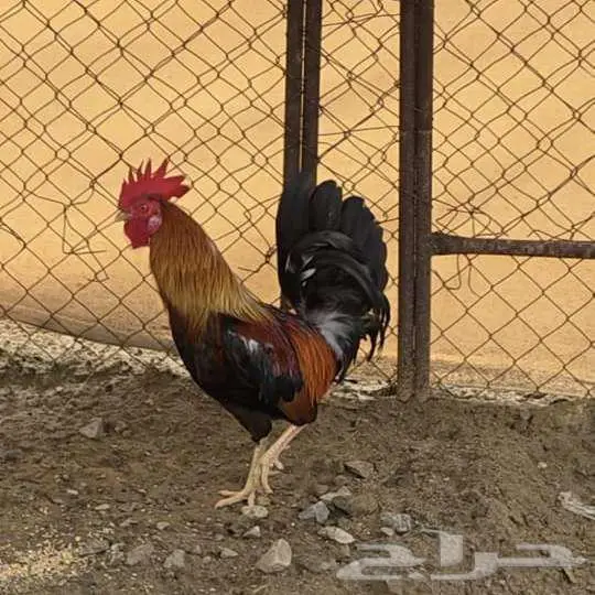 ديك بلدي شرط تلقيح عربي 1