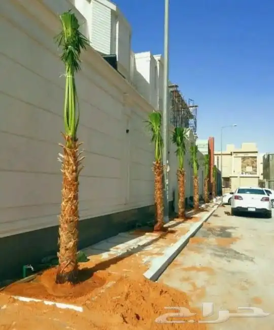 للبيع وتوريد جميع انواع النخيل العربي وزيتون 9