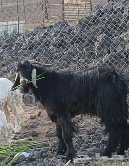 طلي تام و تيس رباع 2