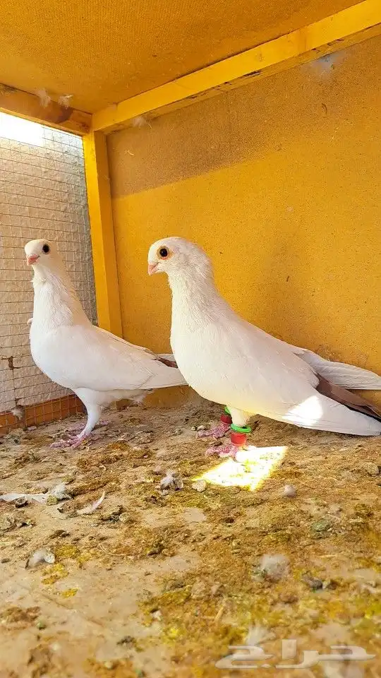 زوج قويزات حمر منتجات   وزوج طبشيريات حمر منتجات 6