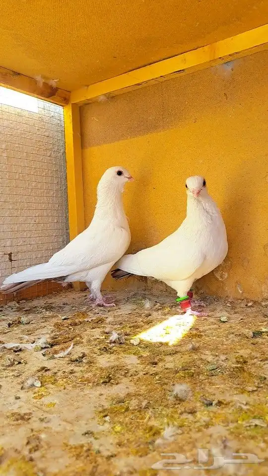 زوج قويزات حمر منتجات   وزوج طبشيريات حمر منتجات 3