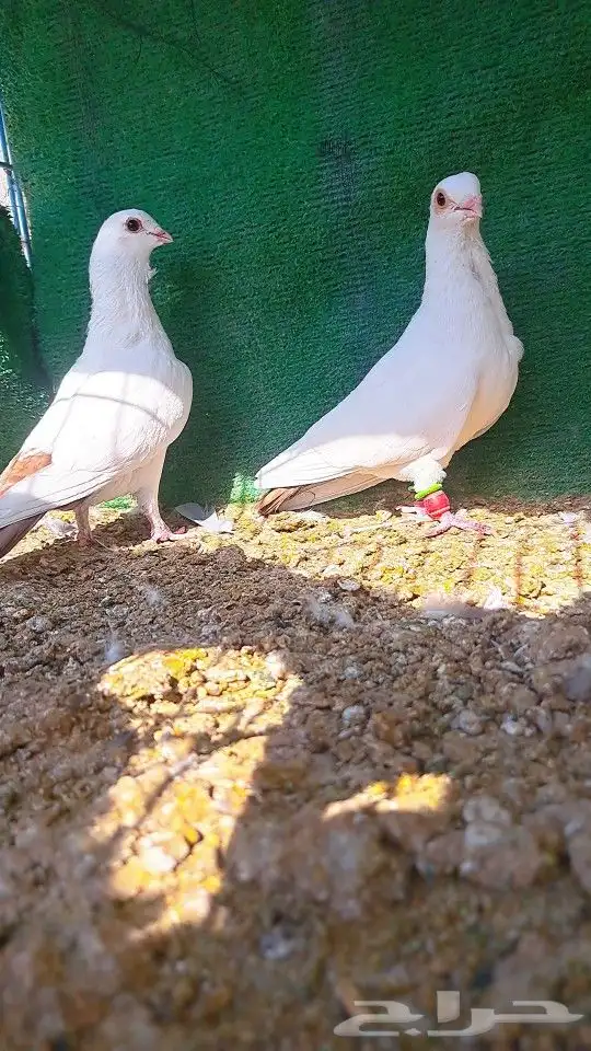 زوج قويزات حمر منتجات   وزوج طبشيريات حمر منتجات 10