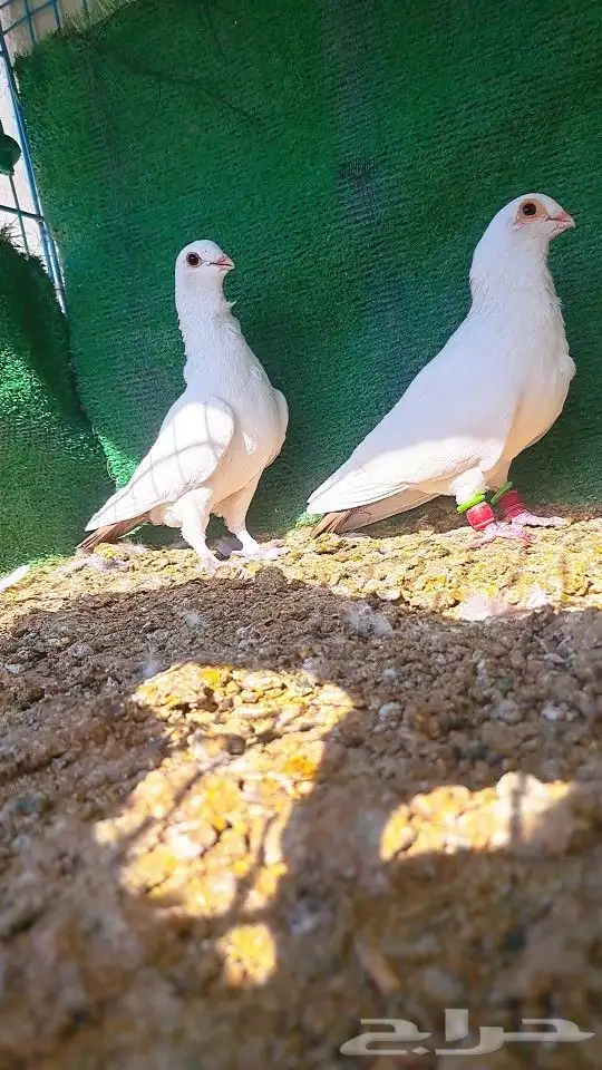 زوج قويزات حمر منتجات   وزوج طبشيريات حمر منتجات 8