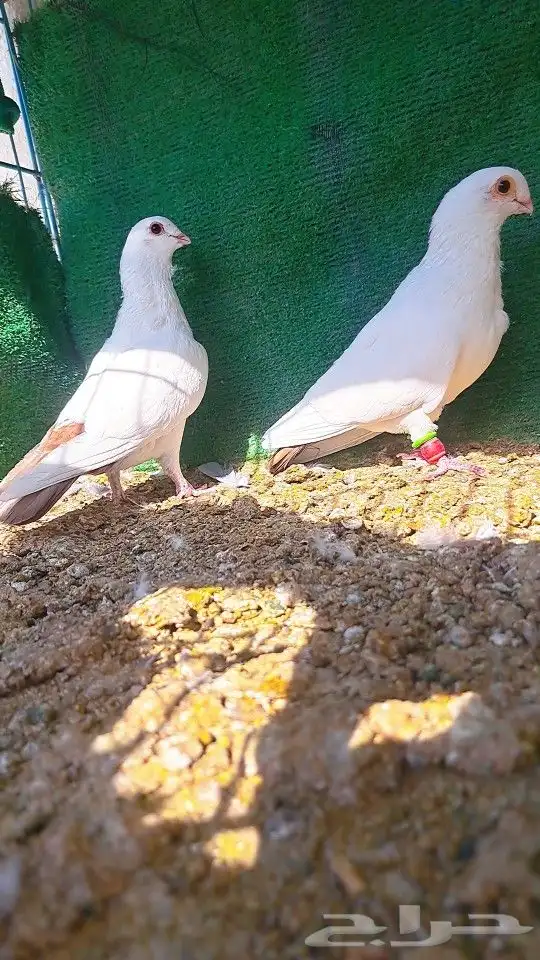 زوج قويزات حمر منتجات   وزوج طبشيريات حمر منتجات 9