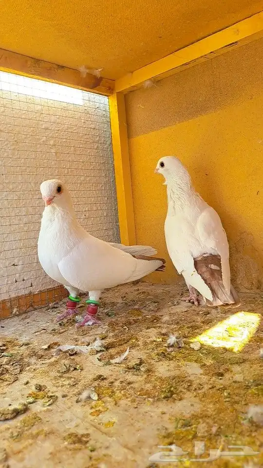 زوج قويزات حمر منتجات   وزوج طبشيريات حمر منتجات 5