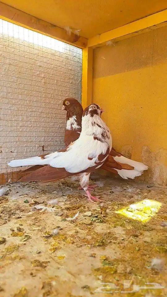 زوج قويزات حمر منتجات   وزوج طبشيريات حمر منتجات 15