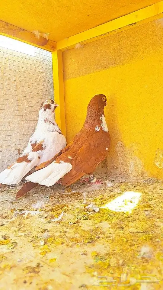 زوج قويزات حمر منتجات   وزوج طبشيريات حمر منتجات 12