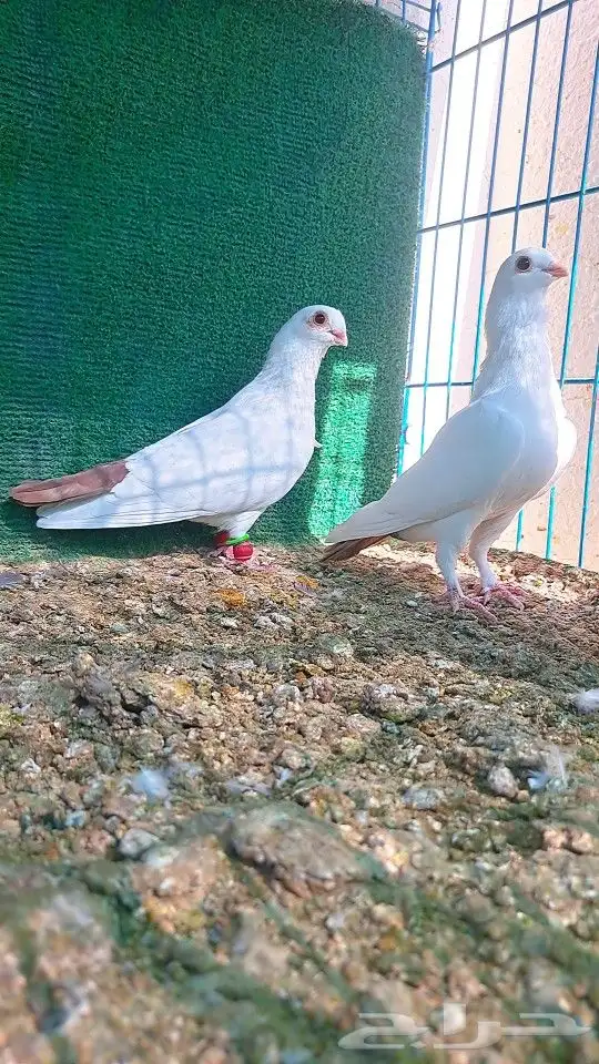 زوج قويزات حمر منتجات   وزوج طبشيريات حمر منتجات 11