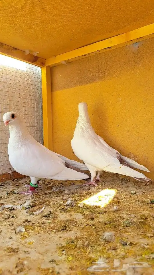 زوج قويزات حمر منتجات   وزوج طبشيريات حمر منتجات 4