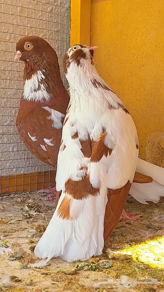 زوج قويزات حمر منتجات   وزوج طبشيريات حمر منتجات 19