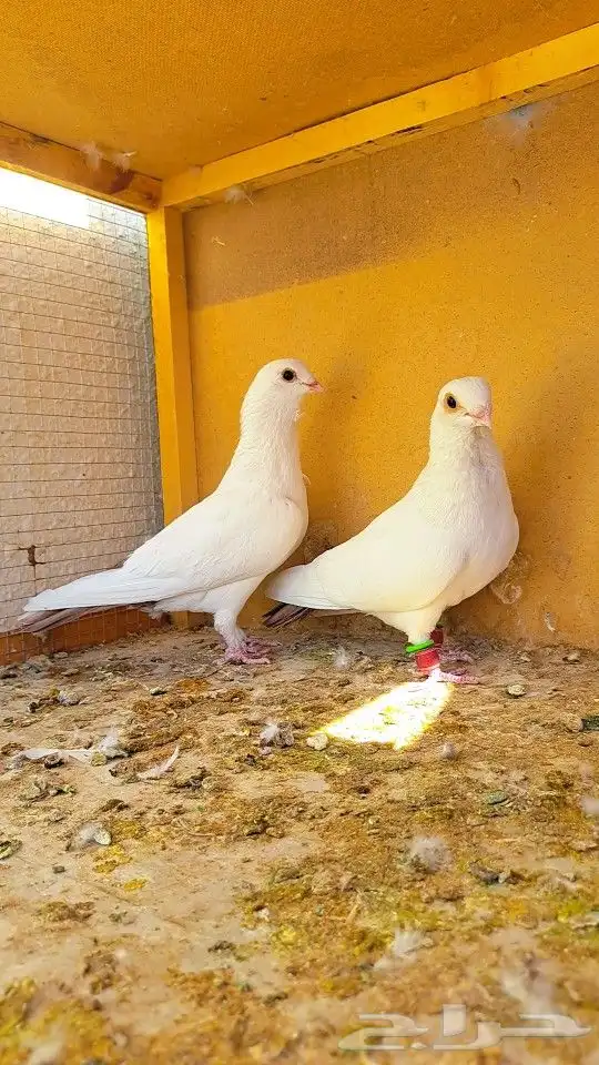 زوج قويزات حمر منتجات   وزوج طبشيريات حمر منتجات 2