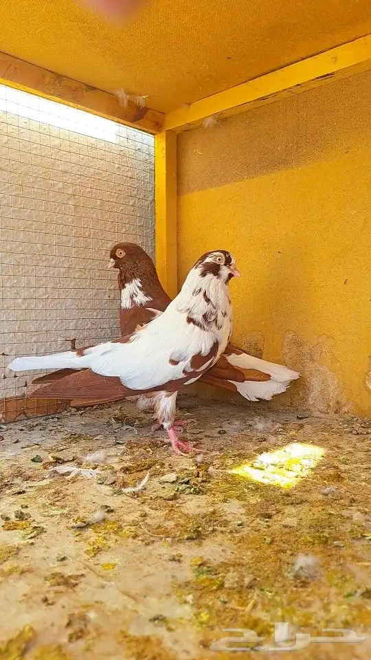 زوج قويزات حمر منتجات   وزوج طبشيريات حمر منتجات 14