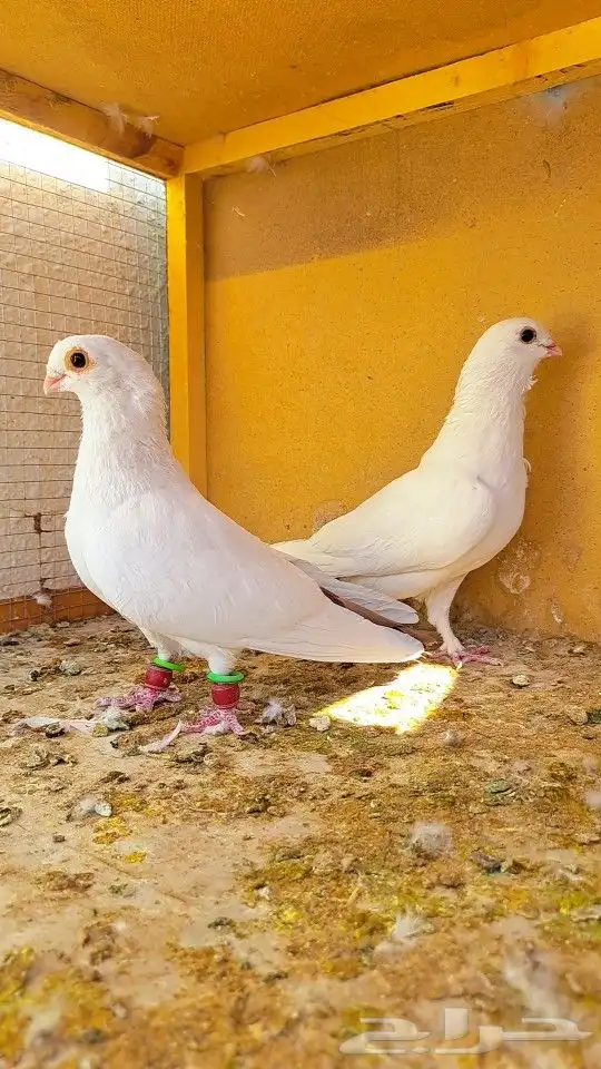 زوج قويزات حمر منتجات   وزوج طبشيريات حمر منتجات 1