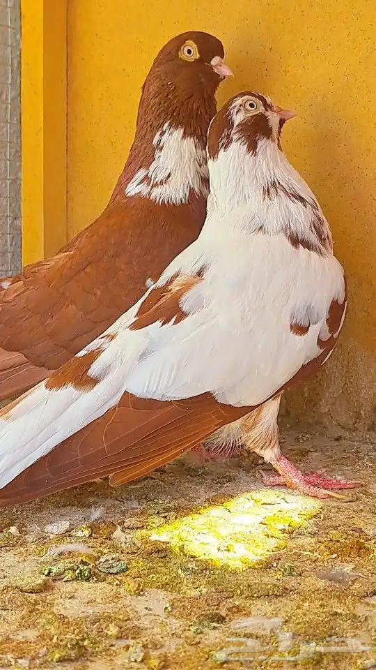 زوج قويزات حمر منتجات   وزوج طبشيريات حمر منتجات 17