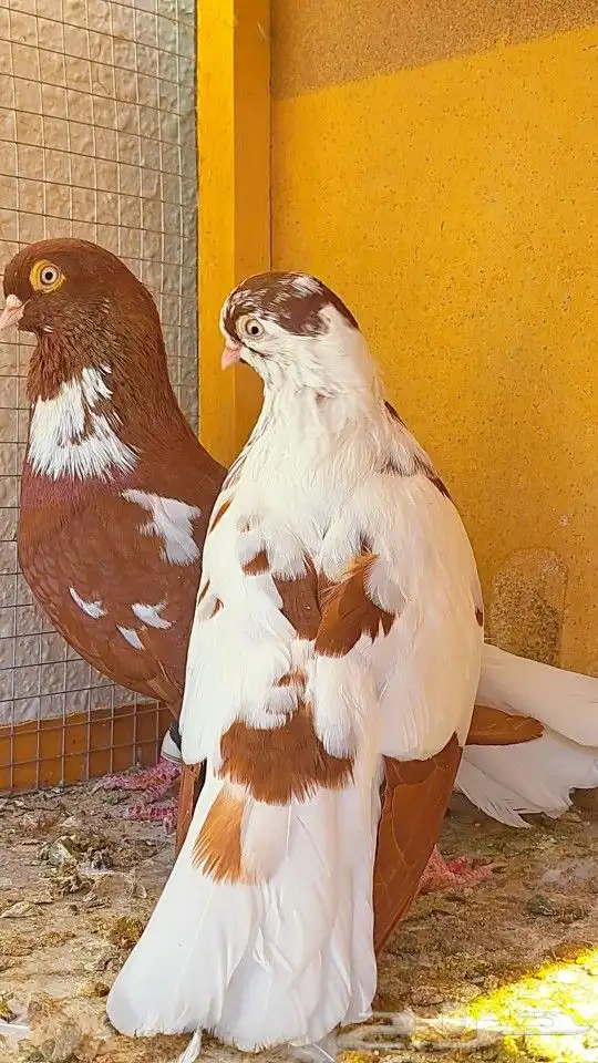 زوج قويزات حمر منتجات   وزوج طبشيريات حمر منتجات 18