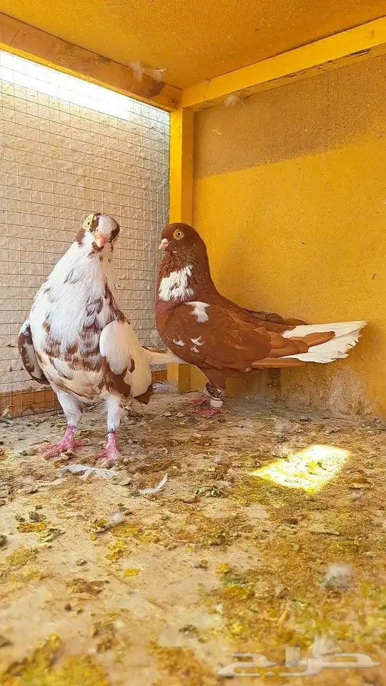 زوج قويزات حمر منتجات   وزوج طبشيريات حمر منتجات 13