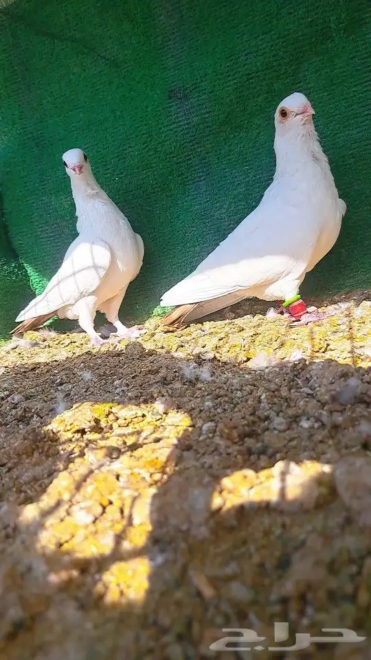 زوج قويزات حمر منتجات   وزوج طبشيريات حمر منتجات 7