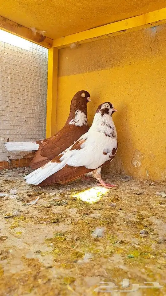 زوج قويزات حمر منتجات   وزوج طبشيريات حمر منتجات 16