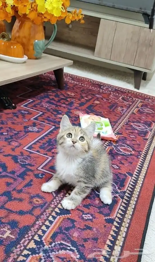 قطة صغيرة كتن . 1
