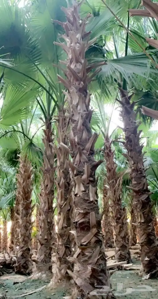 نخل صقعي مجدول اخلاص سكري خضري عجوه نخل واشنطني أمريكي 7