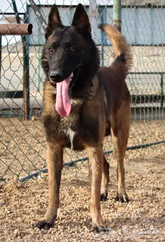 جراوي مالينو ذكور 3