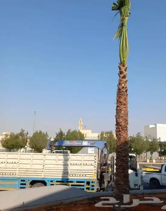 نخل واشنطنيا زينه 2