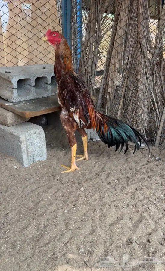 ديك ياباني 1