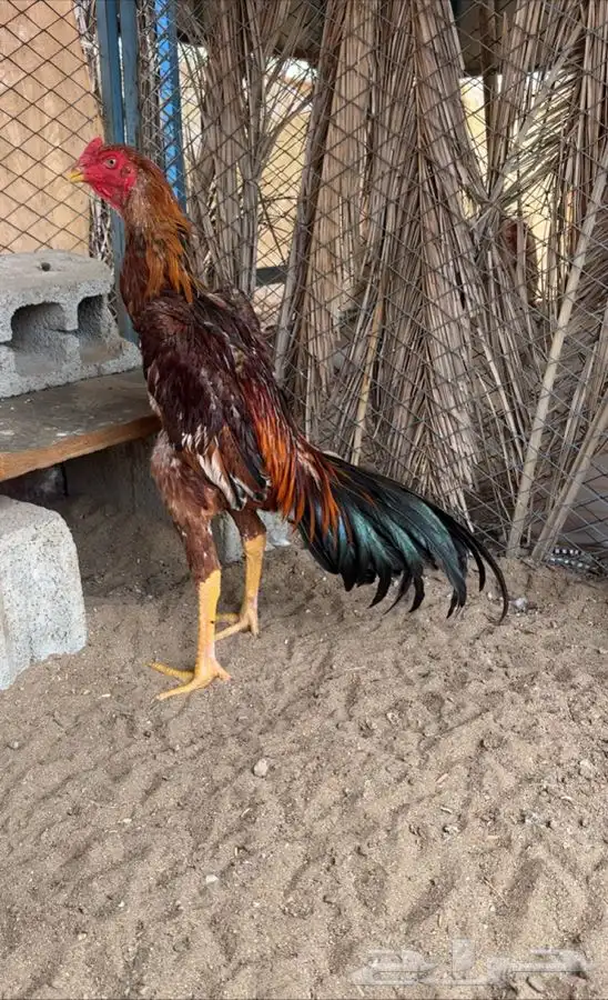 ديك ياباني 0