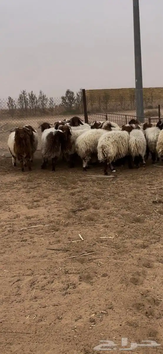 خرفان نعيمي بلدي 1