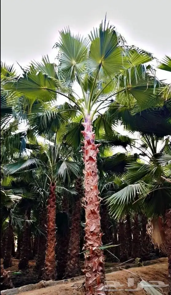 نخل واشنطني واشنطونيا أشجار زينه نخل واشنطن 9