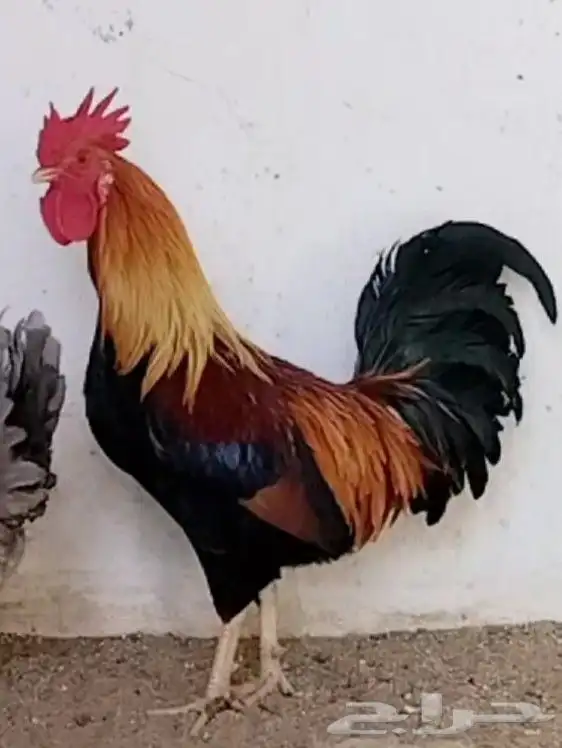 ديك بلدي ترثة 1